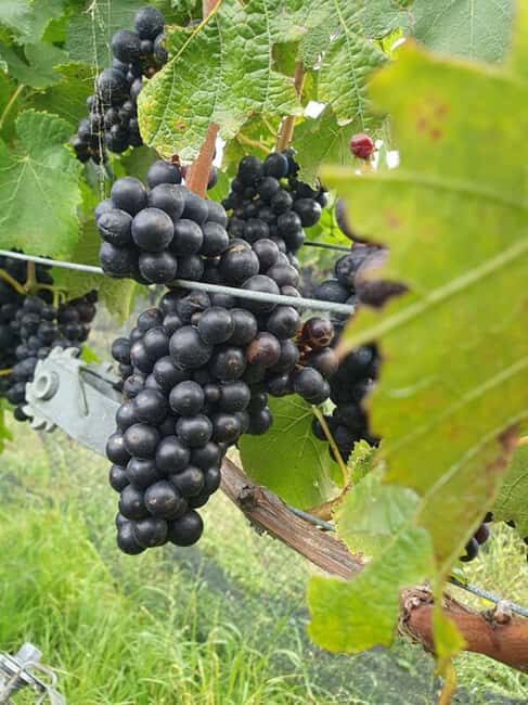 Nelson: Marlborough Wine Tour with Tastings and Lunch - The Scenic Drive and Pelorus River Stop  