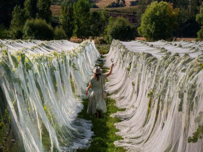 Nelson: Wine Tour with Tastings and Lunch - Exploring Nelson’s Wine Scene