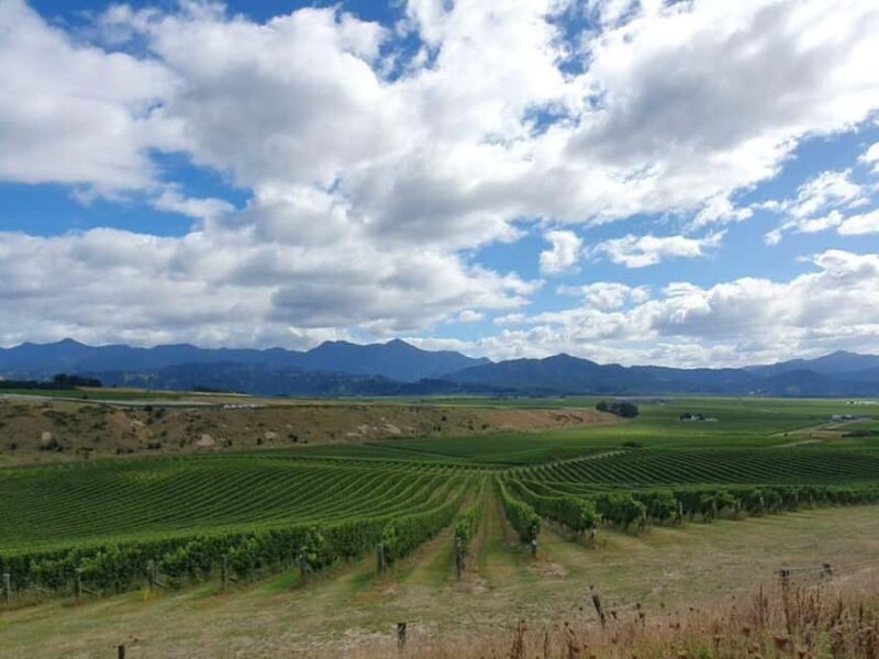 Nelson: Wine Tour with Tastings and Lunch - The Logistics and Experience