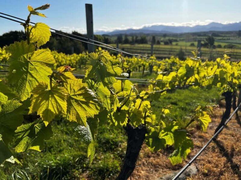 Nelson: Wine Tour with Tastings and Lunch - Final Thoughts