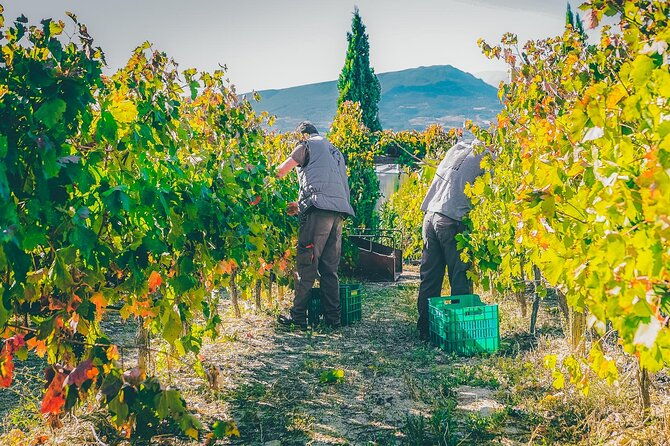 nemea-wine-roads-the-most-famous-wine-tour-in-greece