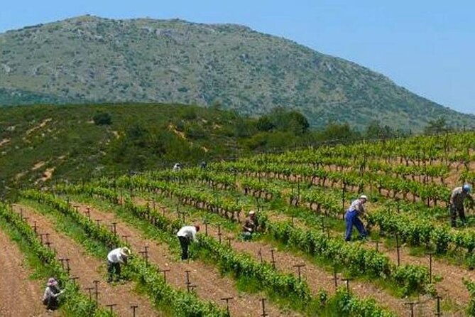 nemea-wine-roads-the-most-famous-wine-tour-in-greece