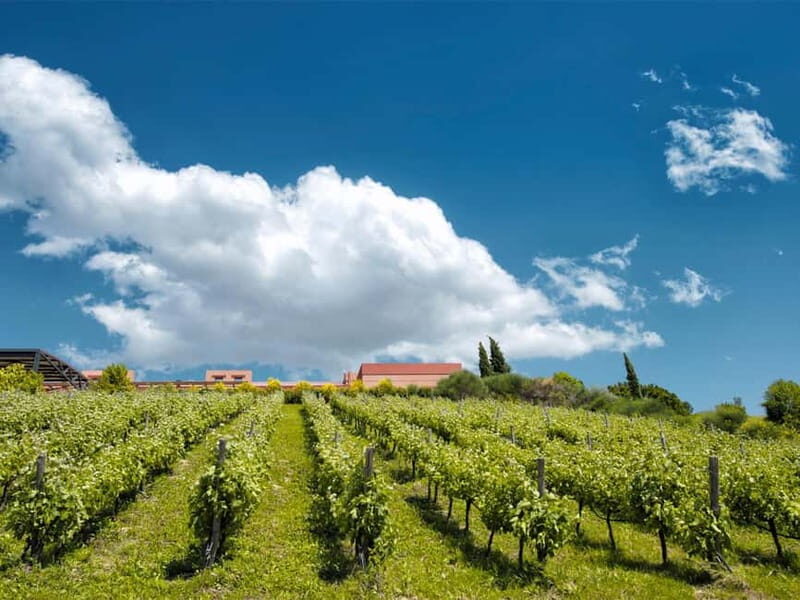 Nemea: Wine Tasting Tour with Local Dishes - What’s Included and What’s Not