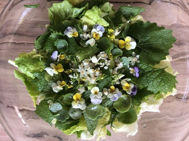 nemi-herb-harvesting-and-cooking-class-experience