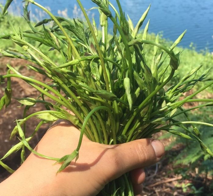 nemi-herb-harvesting-and-cooking-class-experience