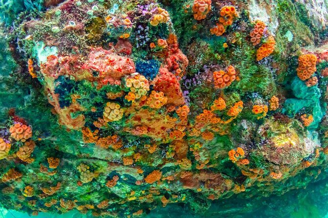 Nemo Island and Big Buddha Mountain Snorkeling from Bangkok - FAQ