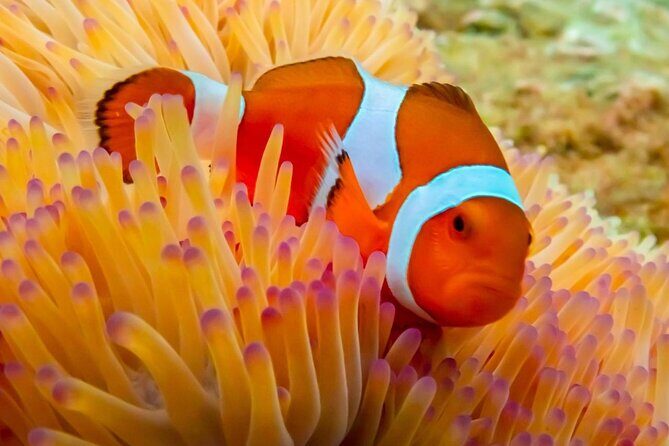 Nemo Island Full Day Tour by Speedboat with Snorkeling Experience - What Makes This Tour Stand Out?