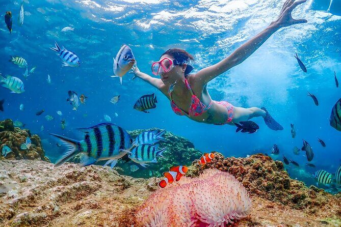 Nemo Island Full Day Tour by Speedboat with Snorkeling Experience - FAQ