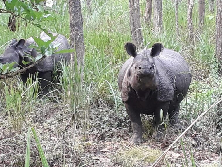 nepal-chitwan-national-park-3-day-jungle-tower-stay