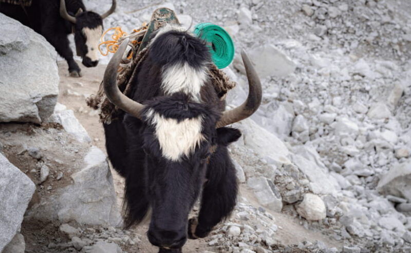 nepal-everest-base-camp-trek