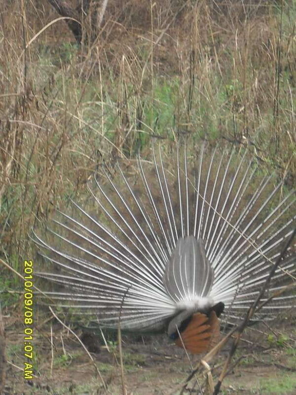 nepal-kathmandu-and-chitwan-national-park-tour