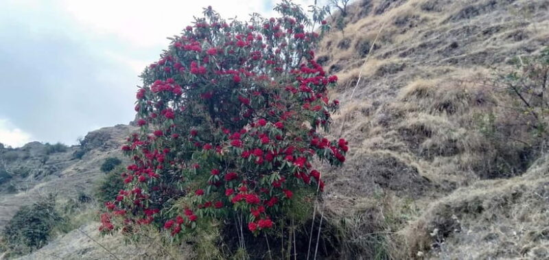 Nepal: Khopra Ridge Trek - Practical Details and Logistics