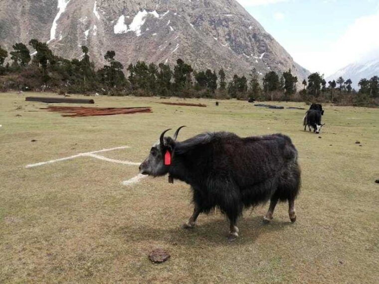 nepal-manaslu-circuit-trek-with-larkya-la-pass