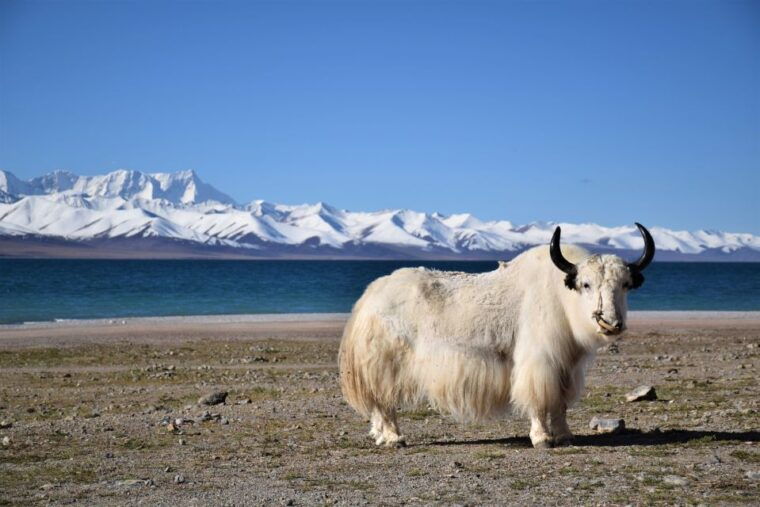 nepal-tibet-tour-8-days