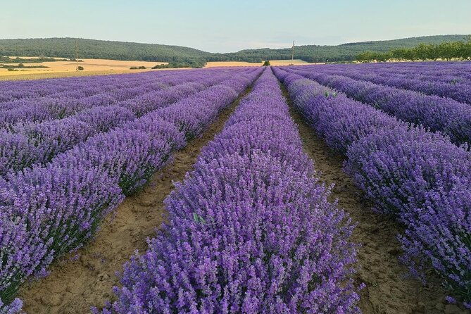 nessebar-the-best-locations-for-a-photo-shoot-lavender-fields