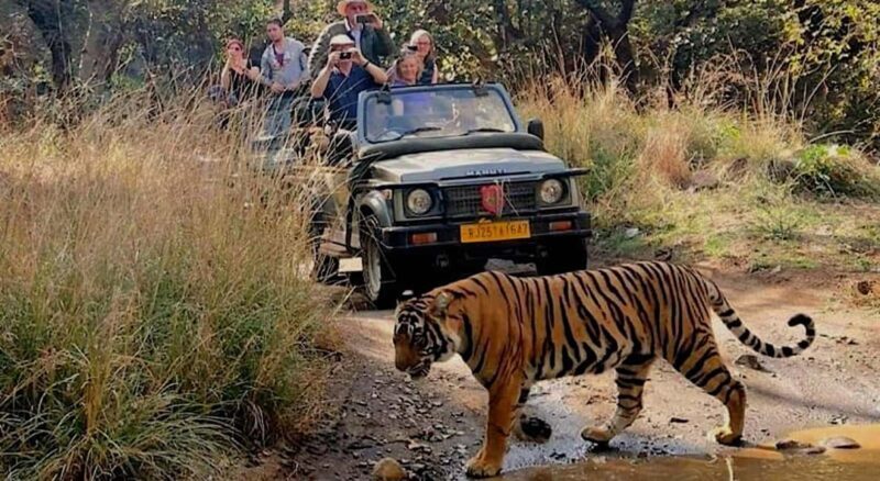 New Delhi: Jim Corbett National Park Safari (Tiger) Spotting - The Itinerary: Breaking Down the Experience