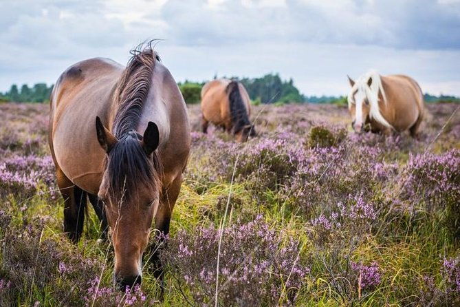 new-forest-day-out-private-tour-from-southampton