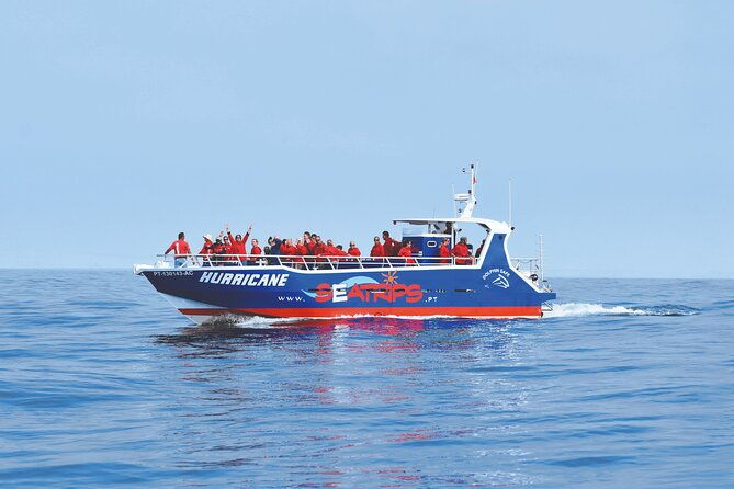 new-lagos-watching-dolphins-and-benagil-cave-with-biologists