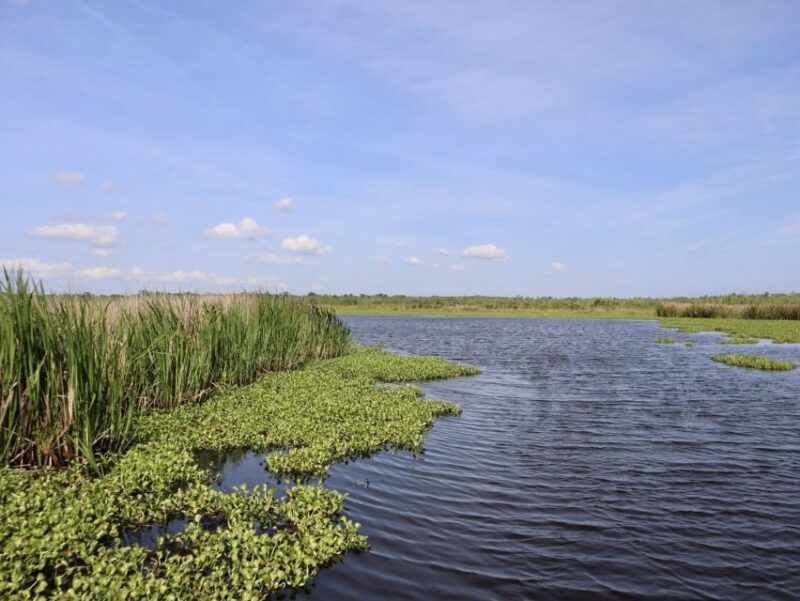 new-orleans-16-passenger-airboat-swamp-tour