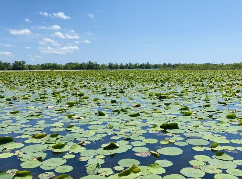 new-orleans-16-passenger-airboat-swamp-tour