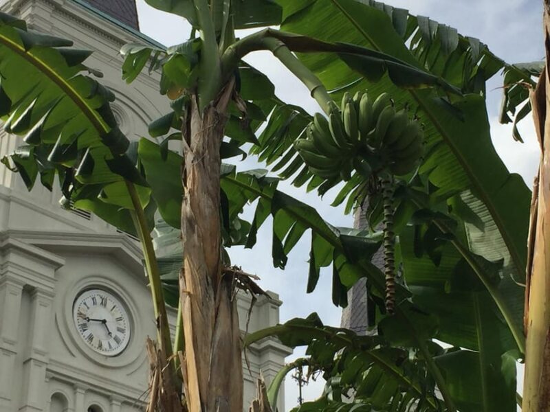 New Orleans: 45 Minutes in Jackson Square - Why You Should Do This Tour