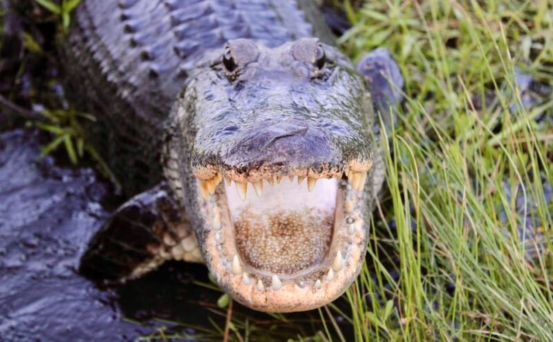 new-orleans-6-passenger-premium-airboat-swamp-tour