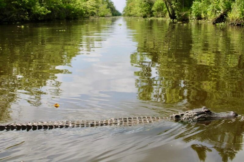 new-orleans-6-passenger-premium-airboat-swamp-tour