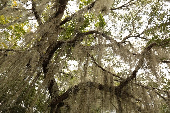 new-orleans-airboat-ride