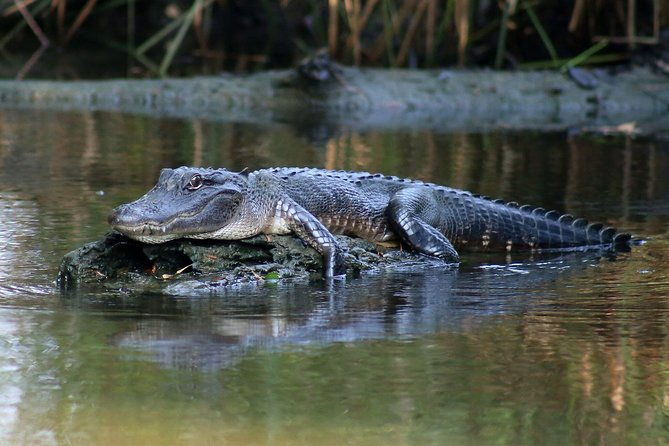 new-orleans-airboat-ride