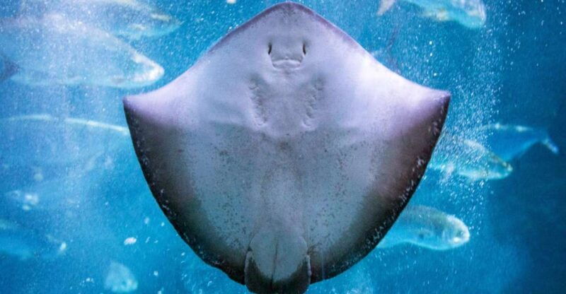 new-orleans-audubon-aquarium-insectarium-ticket