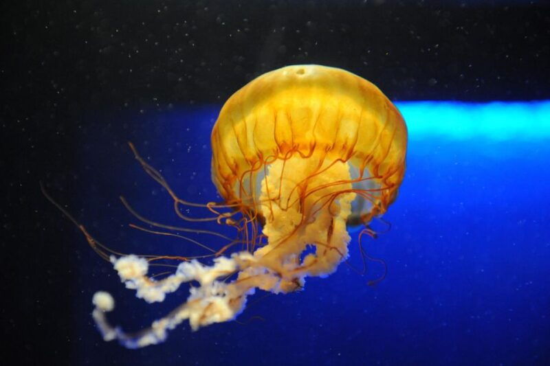new-orleans-audubon-aquarium-insectarium-ticket