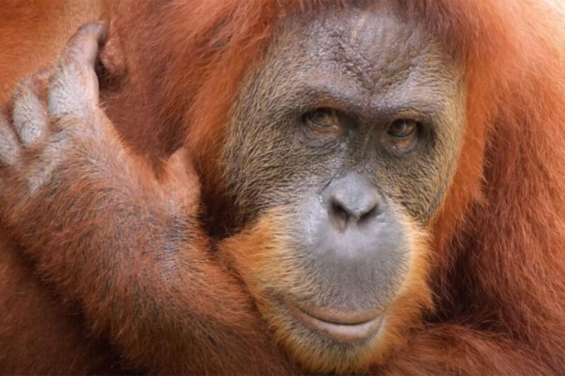 New Orleans: Audubon Zoo Ticket and Combination Option - Who Will Enjoy This Experience?