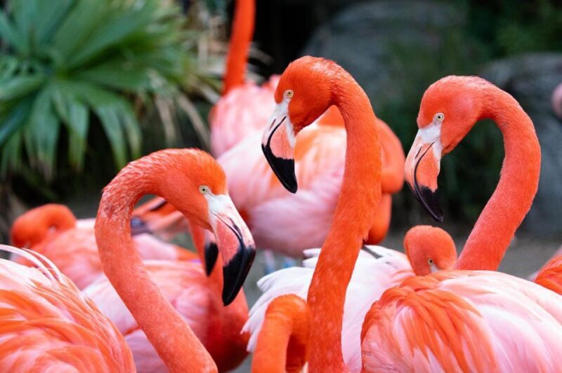 New Orleans: Audubon Zoo Ticket and Combination Option - The Sum Up