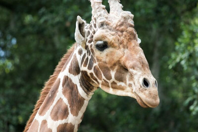new-orleans-audubon-zoo-ticket-and-combination-option