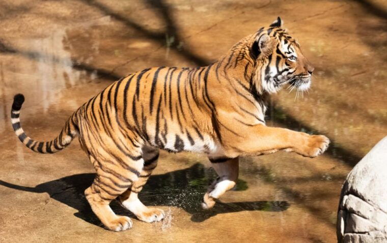 new-orleans-audubon-zoo-ticket-and-combination-option