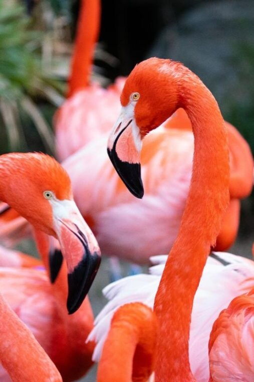 new-orleans-audubon-zoo-ticket-and-combination-option