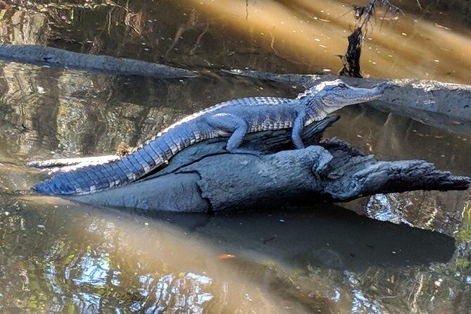 New Orleans City/Cemetery and Swamp Full-Day Tour - Who Should Book This Tour?