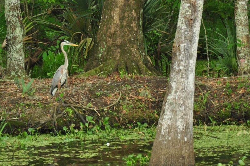 new-orleans-destrehan-plantation-airboat-combo-tour