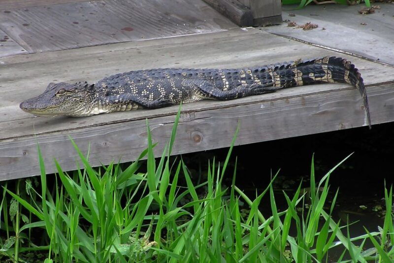 new-orleans-destrehan-plantation-airboat-combo-tour