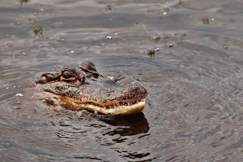 new-orleans-destrehan-plantation-airboat-combo-tour