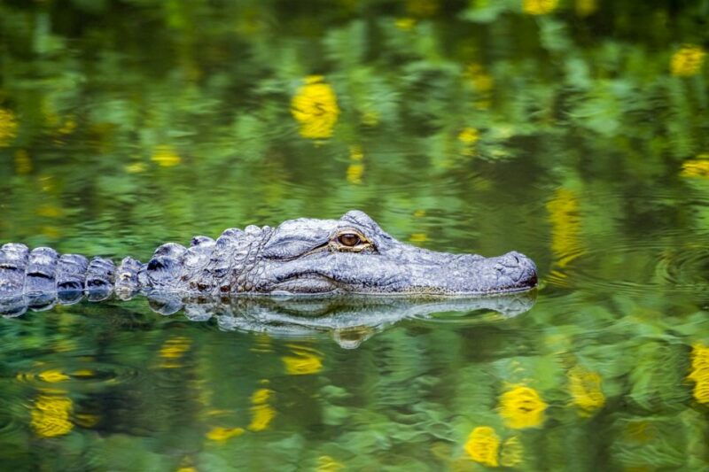 new-orleans-destrehan-plantation-swamp-combo