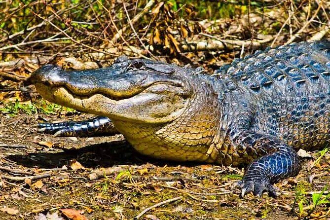 New Orleans Large Airboat Swamp Tour - An In-Depth Look at the New Orleans Large Airboat Swamp Tour