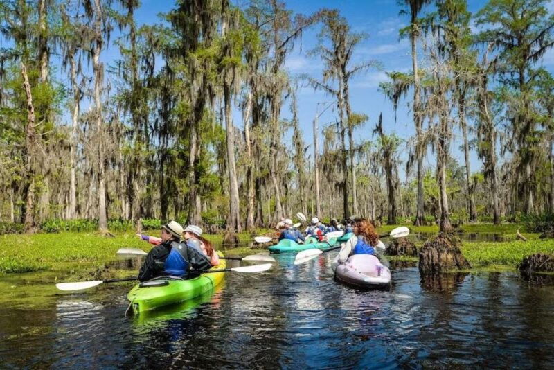 new-orleans-manchac-magic-kayak-swamp-tour
