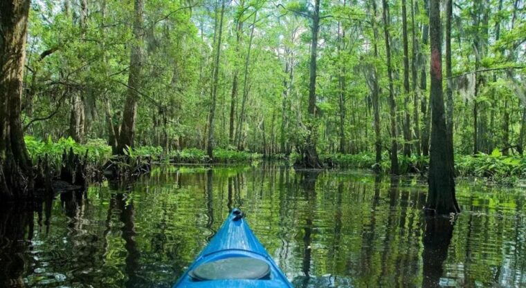 new-orleans-manchac-magic-kayak-swamp-tour