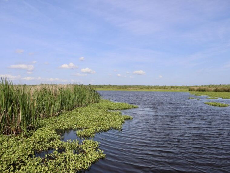 new-orleans-oak-alley-or-laura-plantation-airboat-tour