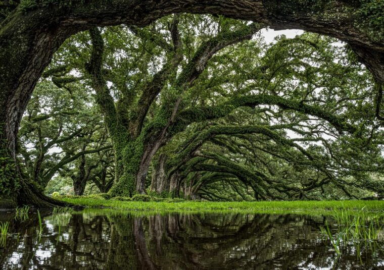 new-orleans-oak-alley-plantation-half-day-tour