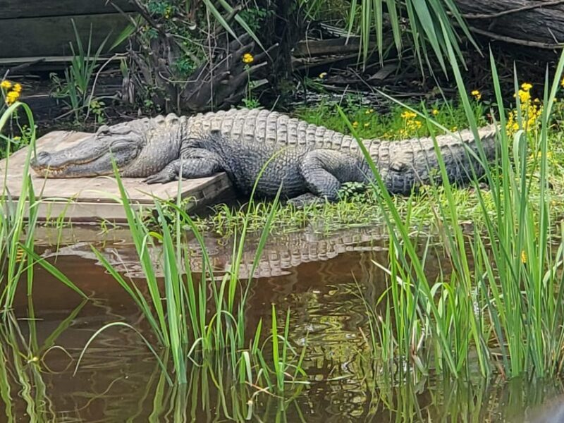New Orleans: Oak Alley Plantation -N- Swamp Tour Full Day - Final Thoughts