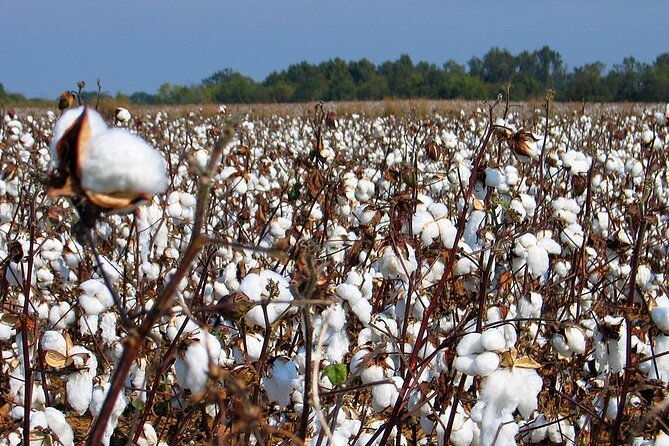 new-orleans-plantation-driving-tour