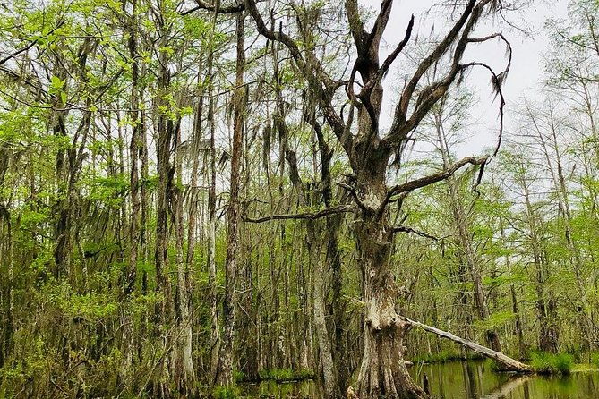 new-orleans-self-transport-swamp-and-bayou-boat-tour