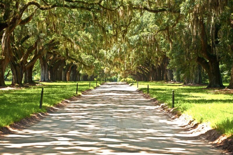 New Orleans: Single Plantation and Pontoon Swamp Day Trip - Who Should Consider This Tour?